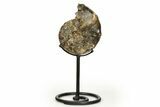 Cretaceous Ammonite (Mammites) Fossil with Metal Stand - Morocco #274603-1